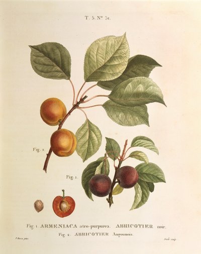 Zwarte abrikoos en abrikozenvariëteiten: Prunus armeniaca, Armeniaca atropurpurea door Pierre Joseph Redoute door Pierre Joseph Redouté