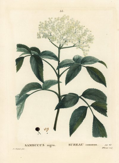 Zwarte vlier of Europese vlierbes, Sambucus nigra. Handgekleurde stipple gravure door Miss Brenet naar een illustratie van Pierre-Joseph Redoute uit Henri Louis Duhamel du Moncel