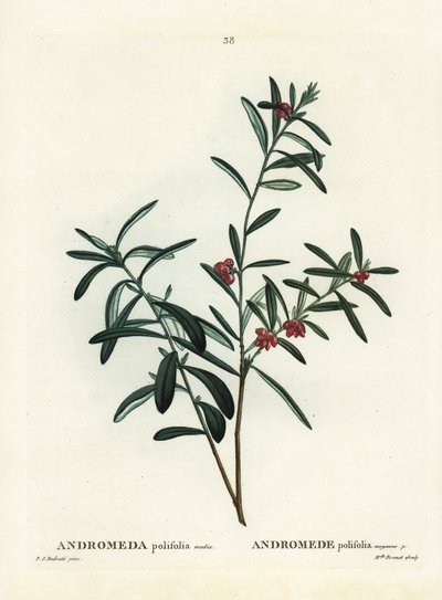 Moerasrozemarijn door Pierre Joseph Redouté