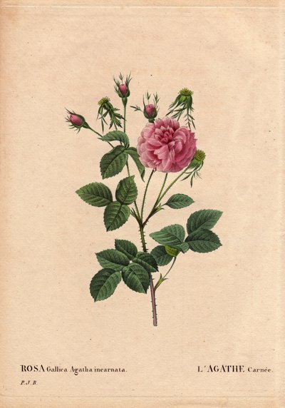 Botanische plaat, bloem, roos variëteit: Agathe carnee (Rosa gallica agatha incarnata). Onbekende oorsprong, hybride soort van Rosa Gallica Damask. In 