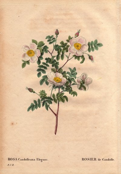 Botanische plaat, bloem, rozenvariëteit: De Candolle