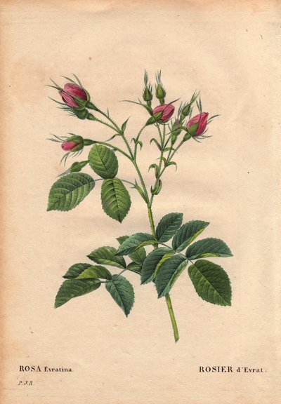 Botanische plaat, bloem, rozenvariëteit: Evrat Roos (Rosa evratina). Oorsprong onbekend, uit Nederlandse kassen en gegeven aan Monsieur Evrath voor 1824. In 