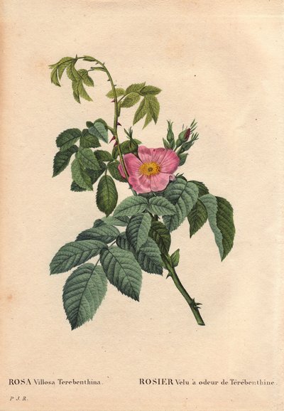Botanische plaat, bloem, roos variëteit: Harige roos met de geur van terpentijn (Rosa Villosa Terebenthina). In 