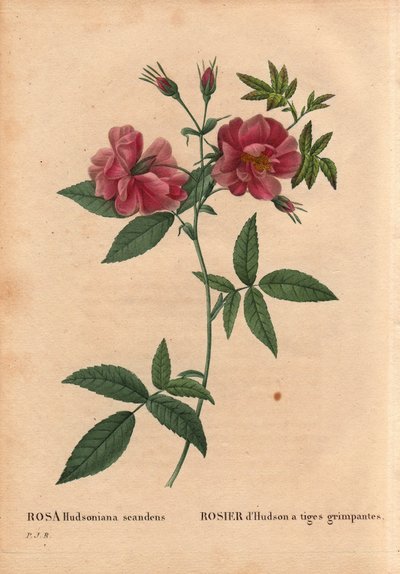 Botanische plaat, bloem, rozenvariëteit: Hudson roos met klimmende stelen (Rosa hudsoniana scandens). Uit Noord-Amerika. In 