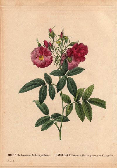 Botanische plaat, bloem, rozenvariëteit: Hudson roos met bloemen bijna in Corymbe (Rosa hudsonia subcorymbosa), uit Noord-Amerika, deze variëteit werd gekweekt door Monsieur Ternaux voor 1821. In 