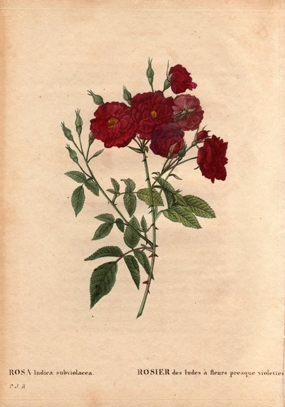 Botanische plaat, bloem, rozenvariëteit: Indiase roos met bijna violette bloemen (Rosa indica subviolacea). Gekweekt door M. Ternaux rond 1812. In 