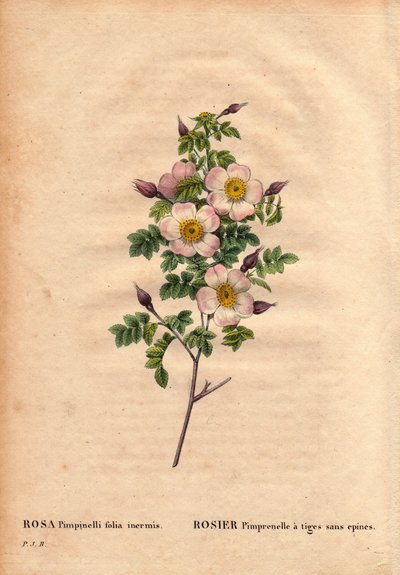 Botanische plaat, Bloem, Roos Variëteit: Pimprenelle roos met stelen zonder doornen (Rosa pimpinelli folia inermis). In 