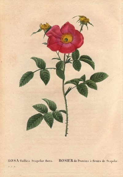Botanische plaat, bloem, roos variëteit: Provin roos met Stapelia bloeiend (Rosa Gallica Stapeliae flora), waarschijnlijk uitgestorven soort. In Les Roses, Volume 2 door Pierre Joseph Redoute door Pierre Joseph Redouté