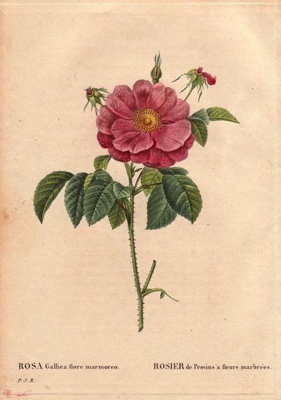 Botanische plaat, bloem, rozenvariëteit: Provin roos met gemarmerde bloemen (Rosa gallica flore marmoreo). Onbekende oorsprong. In 