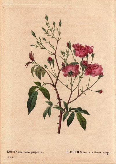 Botanische plaat, bloem, rozenvariëteit: Rosa hazelnoot met rode bloemen (Rosa noisettiana purpurea), verkregen uit de zaden van de Rosa hazelnoot variëteit in 1822 in de tuin van Monsieur Ternaux. In 
