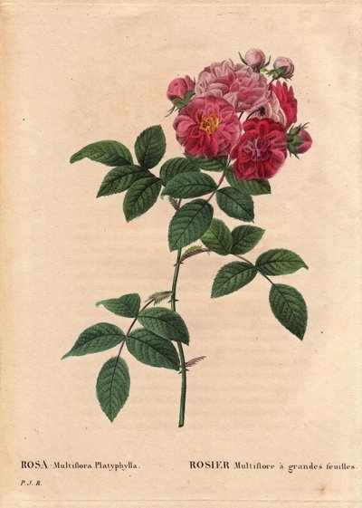 Botanische plaat, bloem, rozenvariëteit: Rosa multiflora met grote bladeren (Rosa multiflora platyphylla) gekweekt uit zaad geïntroduceerd in Bretagne voor 1817. In 