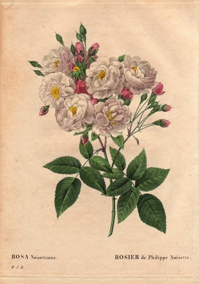 Botanische plaat, bloem, roos variëteit: Roos van Philippe hazelnoot (Rosa noisettiana). Hybride soort van roos moschata chinensis gekweekt in de Verenigde Staten door John Champney en geïntroduceerd in Frankrijk door Philippe Noisette in 1814. In 