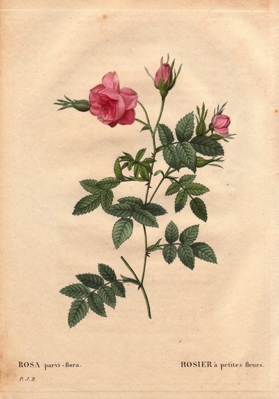 Botanische plaat, bloem, rozenvariëteit: Roos met kleine bloemen (Rosa parvi-flora of Rosa parvi flora) uit Noord-Amerika. In 