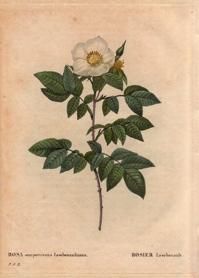 Botanische plaat, bloem, roos variëteit: De Leschenault roos (Rosa sempervirens Leschenaultiana). Ontdekt door Monsieur Leschenault op de Nilgiri (of Nilagiri of Nilgiris) ook wel Blauwe Bergen van India genoemd. In de Tamil Nadu regio, voor 1824. In 