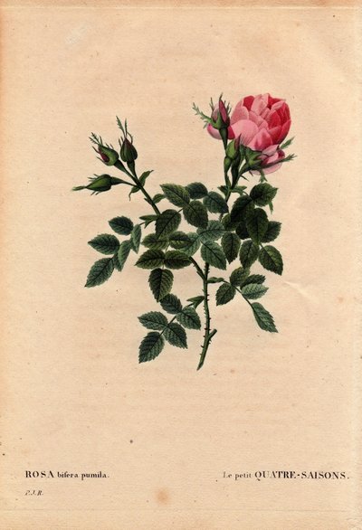 Botanische plaat, bloem, rozenvariëteit: De Kleine Vier Seizoenen. In Latijn: Rosa bifera pumila, gekweekt door Monsieur Noel, Parijs, Frankrijk, voor 1824. In 