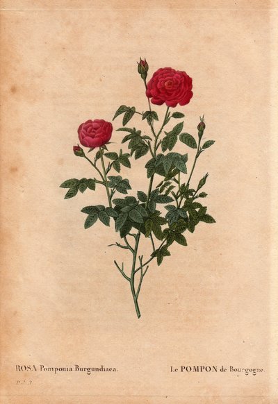 Botanische plaat, bloem, roos variëteit: De Pompon van Bourgondië (Rosa Pomponia Burgundiaca). Onbekende oorsprong, bestaande variëteit voor 1664. In 