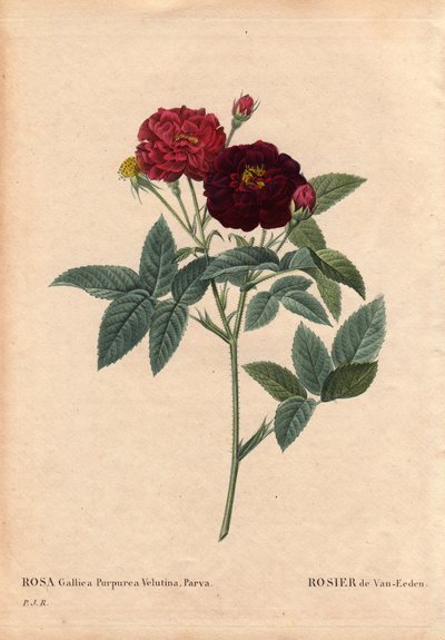 Botanische plaat, bloem, rozenvariëteit: Van Eeden Roos (Rosa Gallica Purpurea Velutina Parva). Gekweekt in Nederland door Van Eeden voor 1810. In 
