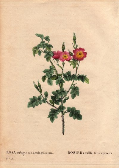 Botanische plaat, bloem, rozenvariëteit: Zeer stekelige rozenroest (Rosa rubiginosa aculeatissima). Verkregen door zaden en gekweekt door Du Pont rond 1810. In 
