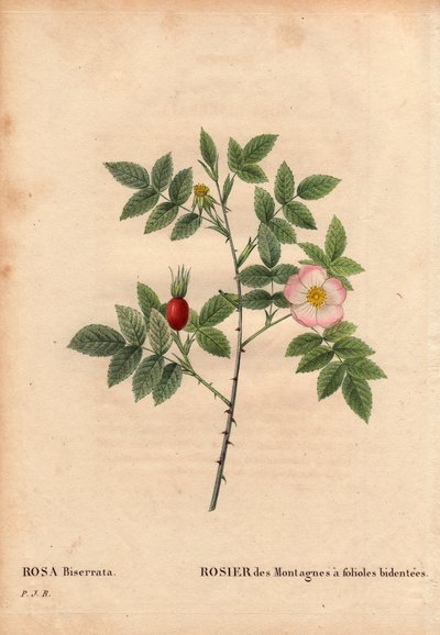 Botanische plaat, bloem, roos variëteit: Bergroos met bidentee blaadjes (Rosa Biserrata). Verzameld door dokter Merat voor 1812 bij Mont Valerien nabij Parijs, Frankrijk. In 
