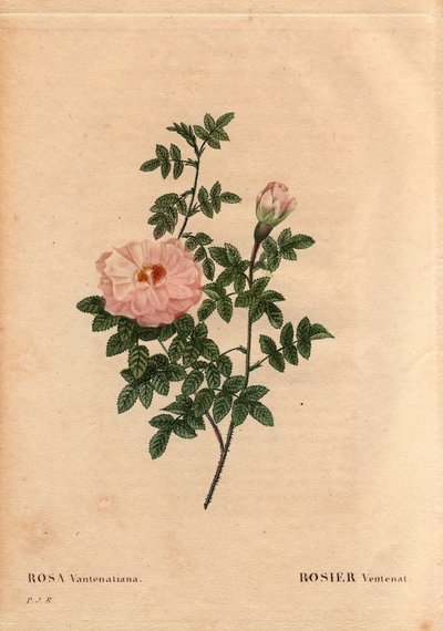 Botanische plaat, Bloem, Roos Variëteit: Rose Ventenat. (Rosa ventenatiana), onbekende oorsprong. In 