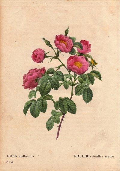 Botanische plaat, bloem, roos variëteit: Roos met zachte bladeren. (Rosa mollissima flora submultiplici). Roos mollis variëteit, voor 1821. In 