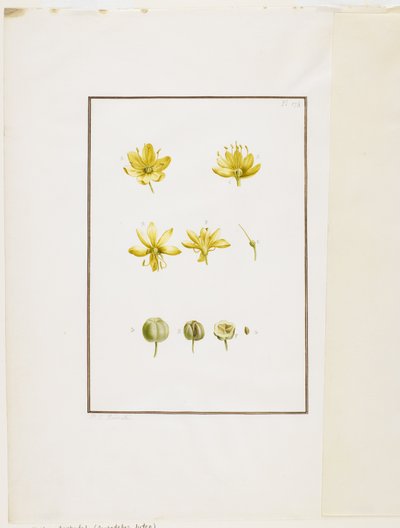 Botanische dissectie: Gele Affodil (Asphodelus lutea), c.1778-90 door Pierre Joseph Redouté