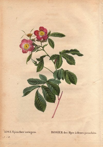 Botanische plaat, bloem, roos variëteit: Roos van de Alpen met bonte bloemen (Rosa alpina flora variegato). Geïntroduceerd in Frankrijk rond 1813 door Poilpre. In 