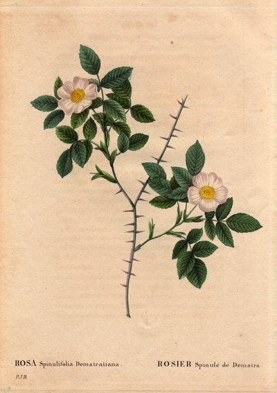 Botanische plaat, bloem, roos variëteit: Rosier Spinule de Dematra (Rosa spinulifolia dematratiana) ontdekt nabij Chatel-sur-Montsalvens, Fribourg, Zwitserland door Dean Dematra, priester van de Corbieres, voor 1818. In 