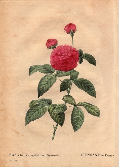 Botanische plaat, bloem, roos variëteit: Het kind van Frankrijk (Rosa gallica agatha var. delphiniana) door Pierre Joseph Redouté