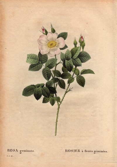 Botanische plaat, bloem, rozenvariëteit: Edelsteenbloemige roos. (Rosa geminata). Ontdekt door professor Rau, nabij Würzburg, Duitsland voor 1820. In 