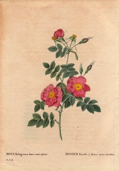 Botanische plaat, bloem, rozenvariëteit: Rozenroest heeft halfgevulde bloemen (Rosa rubiginosa flora semi pleno), verkregen uit zaden en gekweekt door P.J. Redoute rond 1806. In 