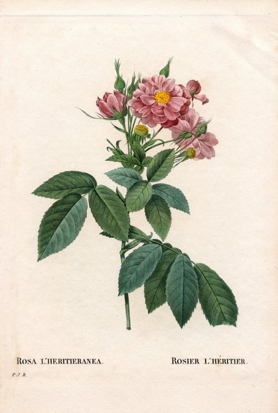 Boursault roos, Rosa l