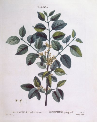 Vuilboom (Rhamnus catharticus), Henry Louis Duhamel du Monceau, botanische plaat door Pierre Joseph Redouté door Pierre Joseph Redouté