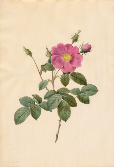Koolroos (Rosa Centifolia Simplex) door Pierre Joseph Redouté