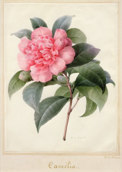 Camelia door Pierre Joseph Redouté