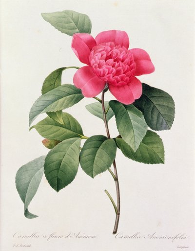 Camellia Anemonefolia door Pierre Joseph Redouté