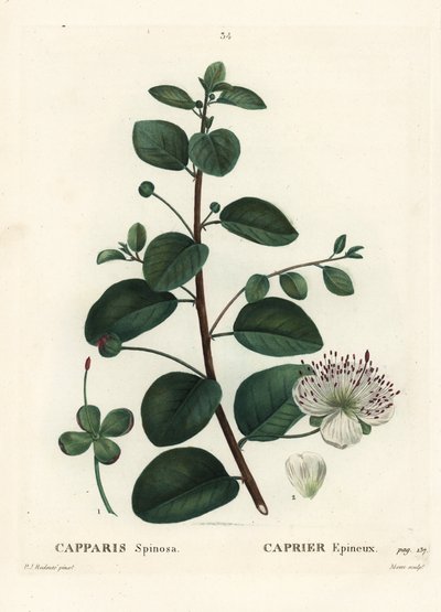 Kappertjesstruik, Capparis spinosa. Handgekleurde stipple gravure door Moret naar een illustratie van Pierre-Joseph Redoute uit Henri Louis Duhamel du Moncel