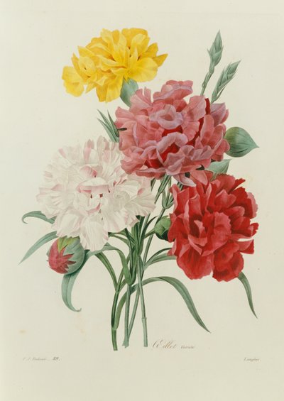 Anjers, uit "Choix des Plus Belles Fleurs" door Pierre Joseph Redouté