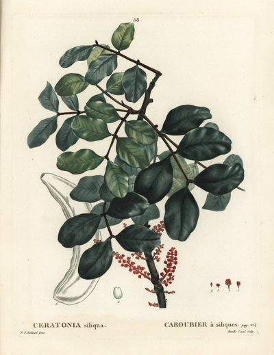 Johannesbroodboom of carob, Ceratonia siliqua. Handgekleurde stipple gravure door Mixelle l