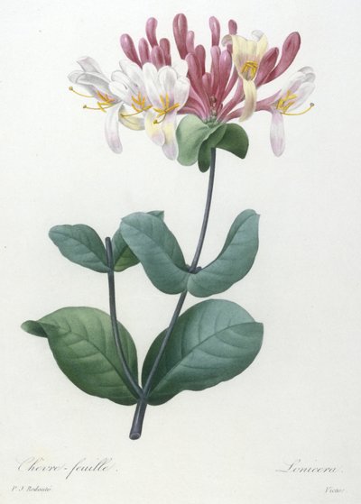 Kamperfoelie, uit Choix Des Plus Belle Fleurs et des Plus Beaux Fruits, 1827 (handgekleurde stipple gravure) door Pierre Joseph Redouté