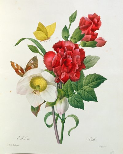 Kerstroos, Helleborus niger en rode anjer met vlinders, uit 