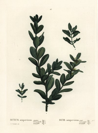 Gewone buxus, Europese buxus of buxushout door Pierre Joseph Redouté