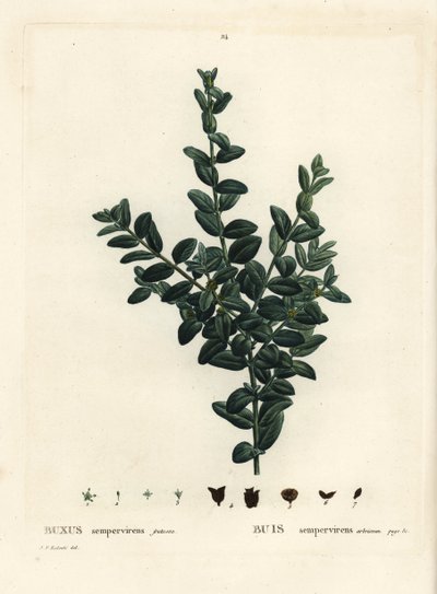 Gewone buxus, Europese buxus of buxushout, Buxus sempervirens fruticosa. Handgekleurde stipple gravure naar een illustratie van Pierre-Joseph Redoute uit Henri Louis Duhamel du Monceau