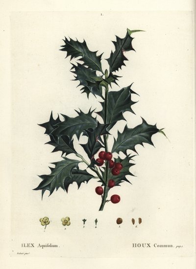Gewone hulst, Ilex aquifolium door Pierre Joseph Redouté