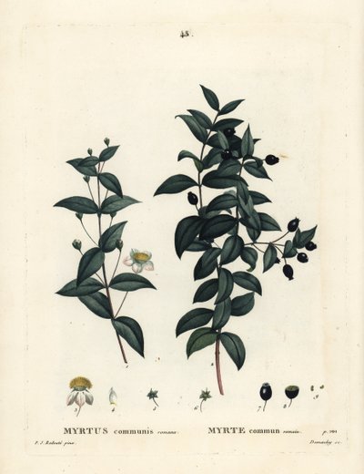 Gewone mirte, Myrtus communis. Handgekleurde stipple gravure door Demachy naar een illustratie van Pierre-Joseph Redoute uit Henri Louis Duhamel du Moncel