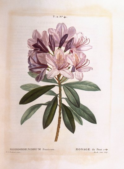 Gewone rododendron (Rhododendron ponticum), Henry Louis Duhamel du Monceau, botanische plaat door Pierre Joseph Redouté door Pierre Joseph Redouté