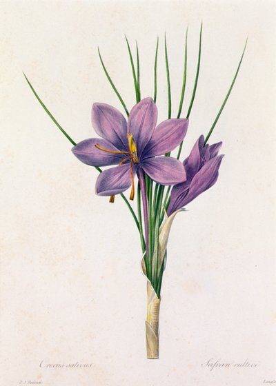 Crocus Sativus door Pierre Joseph Redouté