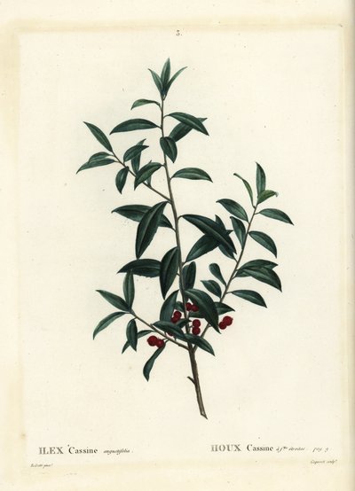 Dahoon hulst of cassina, Ilex cassine. Handgekleurde stipple gravure door Coqueret naar een illustratie van Pierre-Joseph Redoute uit Henri Louis Duhamel du Moncel