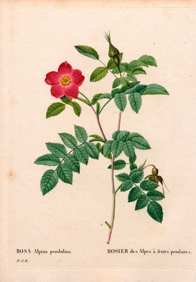 Roze alpenroos, Rosa pendulina. Handgekleurde stipple kopergravure uit Pierre Joseph Redoute