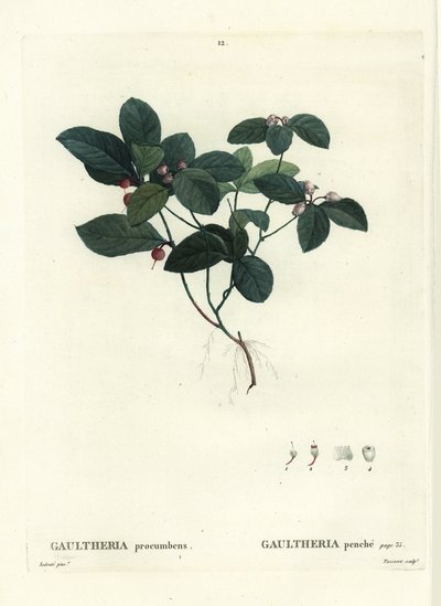 Oosterse theebes, checkerberry of boxberry, Gaultheria procumbens. Handgekleurde stipple gravure door Tassaert naar een illustratie van Pierre-Joseph Redoute uit Henri Louis Duhamel du Moncel